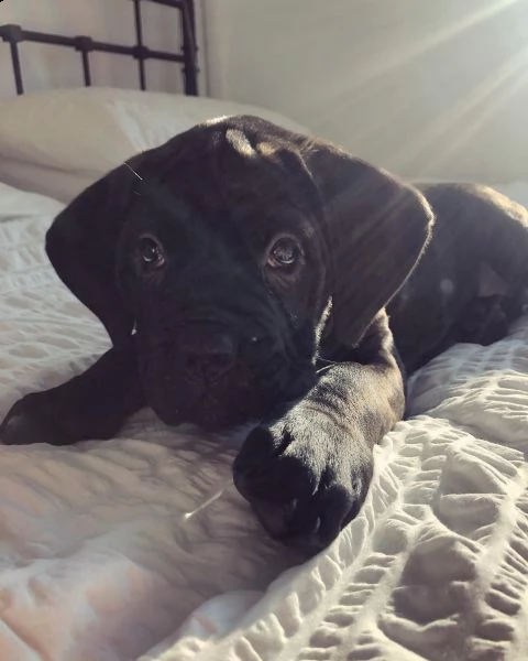 cucciolo di cane corso - 11 settimane - aggiornato sugli scatti - pronto per una nuova casa  | Foto 2