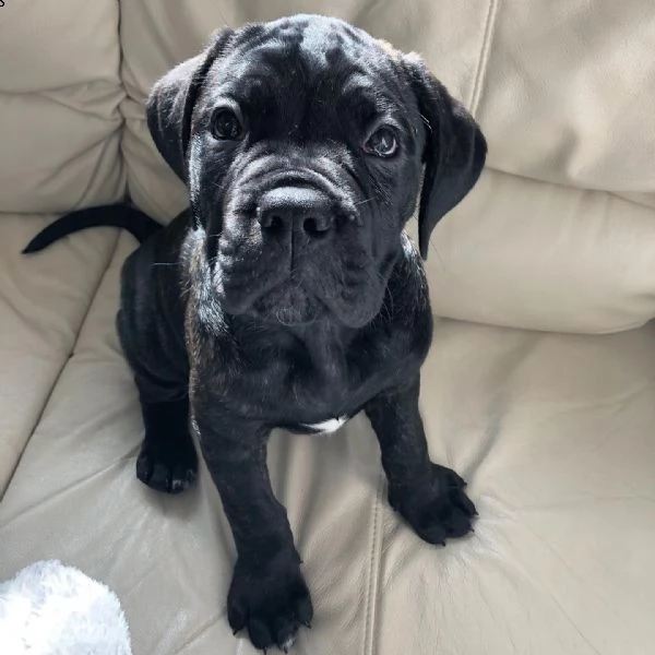 cucciolo di cane corso - 11 settimane - aggiornato sugli scatti - pronto per una nuova casa  | Foto 1