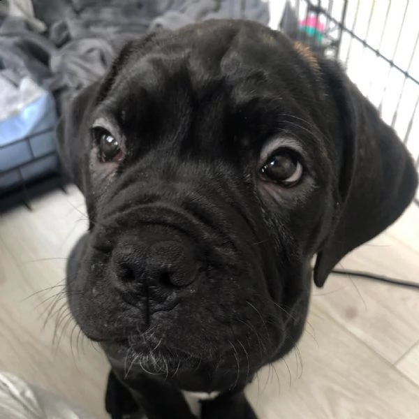 cucciolo di cane corso - 11 settimane - aggiornato sugli scatti - pronto per una nuova casa  | Foto 0