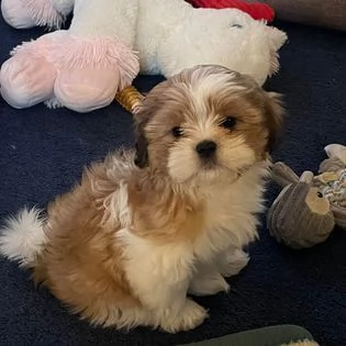 shihtzu