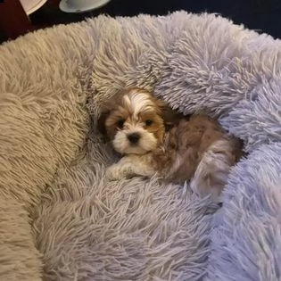 shihtzu | Foto 0