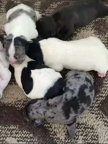 cuccioli di bulldog francese