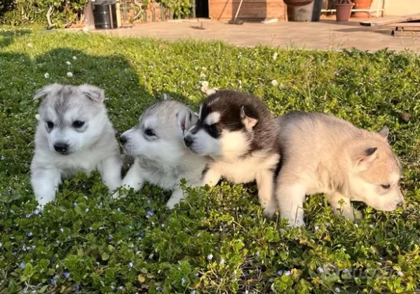 cuccioli di siberian husky con pedigree