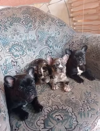 bulldog francese cuccioli