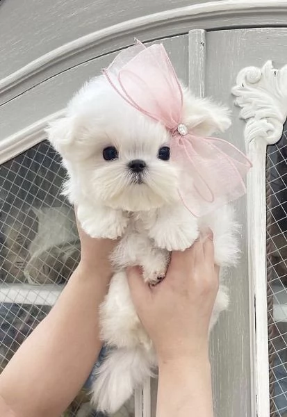 regalo  maltese mini toy))