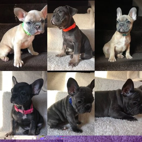 regalo cuccioli di bulldog francese 