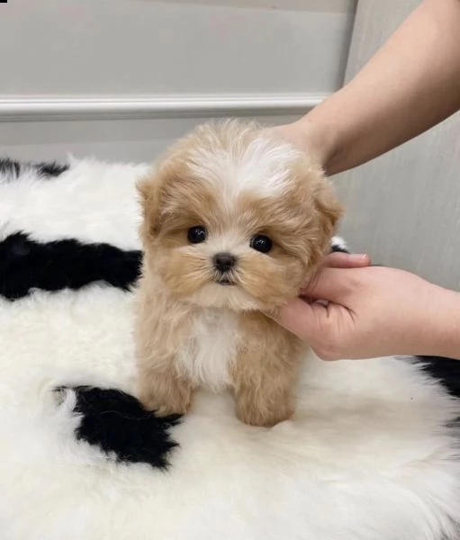 2regalo barboncino[at]