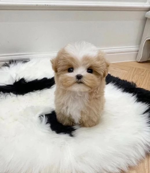 2regalo barboncino[at] | Foto 1