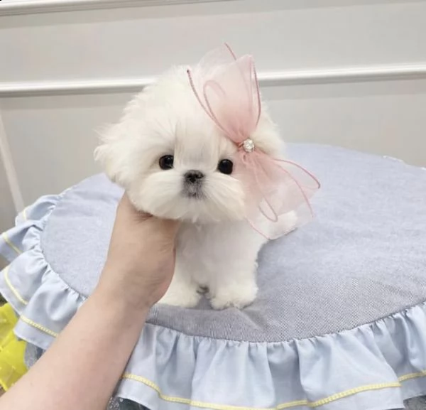 regalo  maltese mini toy>>