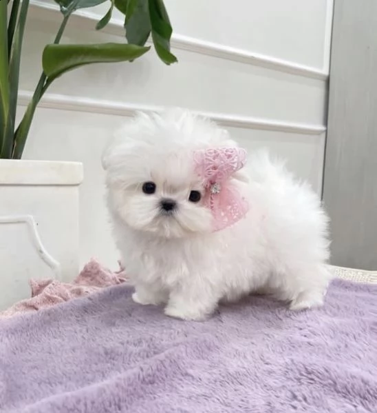 regalo  maltese mini toy#