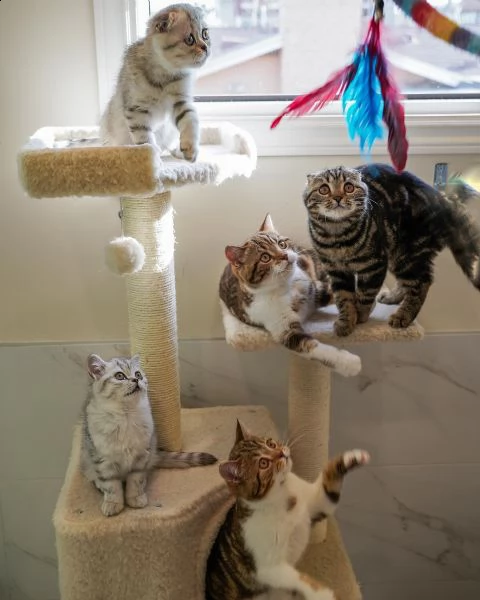 gatti scottish fold in adozione 