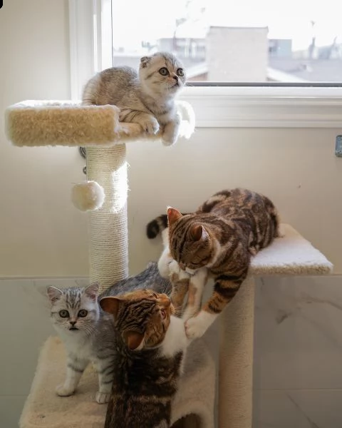 gatti scottish fold in adozione  | Foto 0