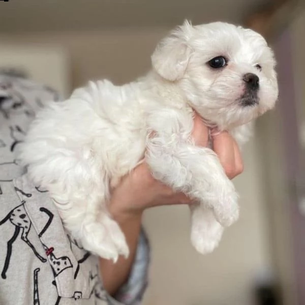 maltesi piccoli piccoli taglia piccoli!! | Foto 0