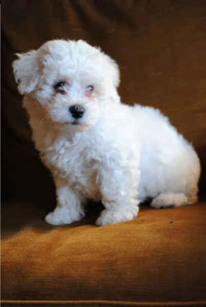 stupendi cuccioli di bichon frise | Foto 0