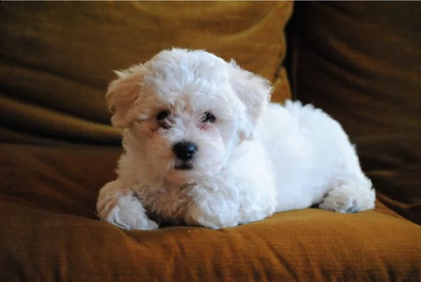 stupendi cuccioli di bichon frise