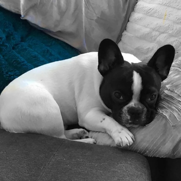 cuccioli di bouledogue francese | Foto 0