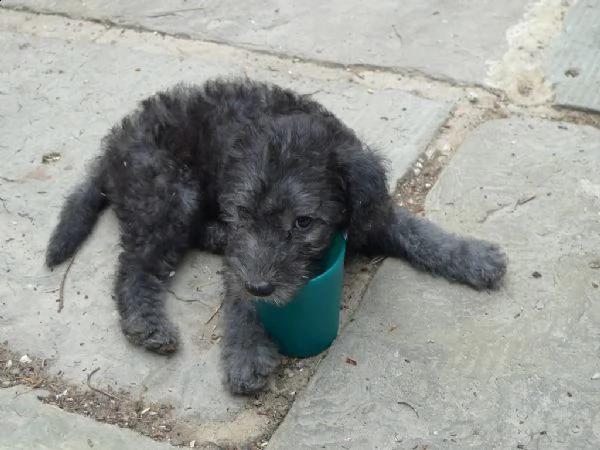 cuccioli di bedlington terrier | Foto 0
