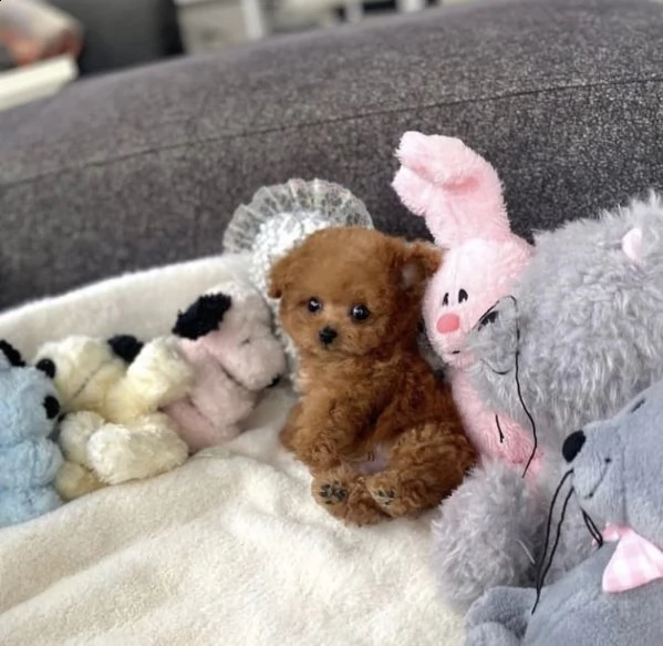 regalo  maltese mini toy}} | Foto 2