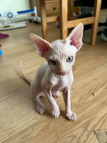 gattini canadian blue sphynx | Foto 2