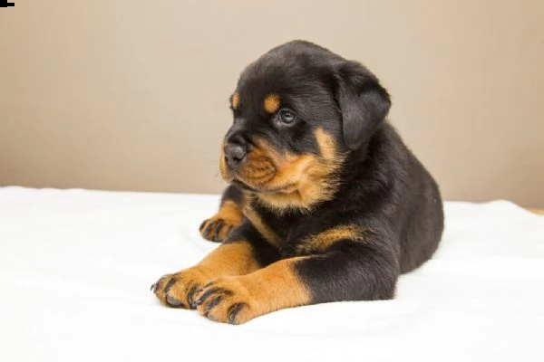 rottweiler cuccioli per l'adozione