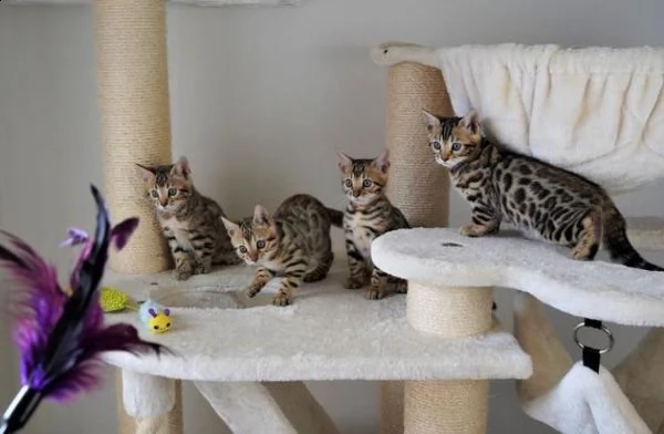 disponibili cuccioli di bengala | Foto 1