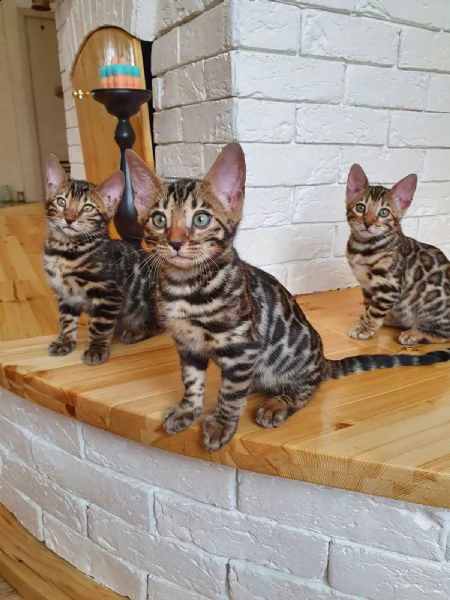 disponibili cuccioli di bengala maschio e femmina