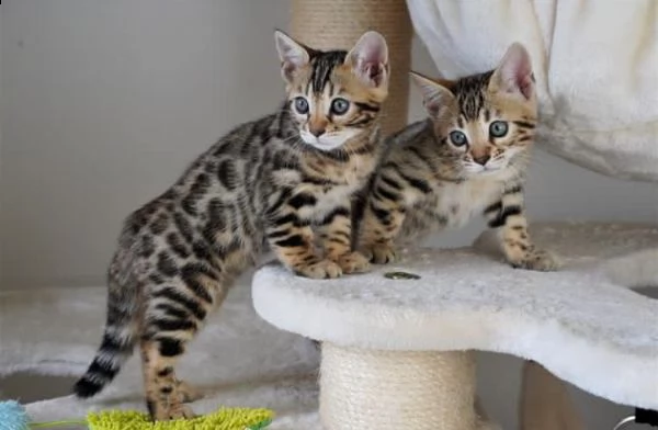 sono disponibili cuccioli bengala | Foto 0