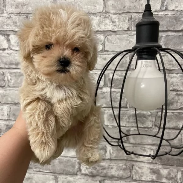 cuccioli maschi e femmine maltipoo con documenti | Foto 0