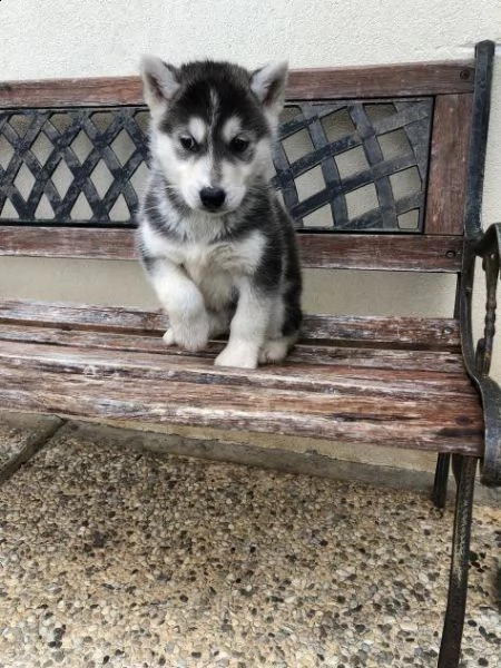 cuccioli maschi e femmine husky con documenti