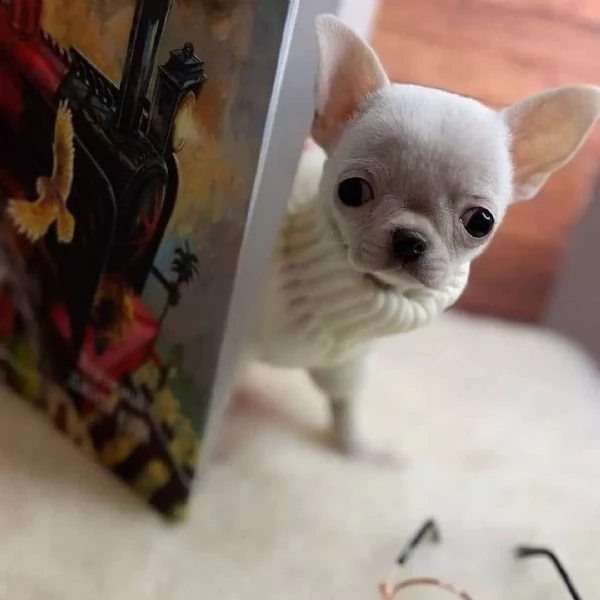 cuccioli maschi e femmine  chihuahua con documenti