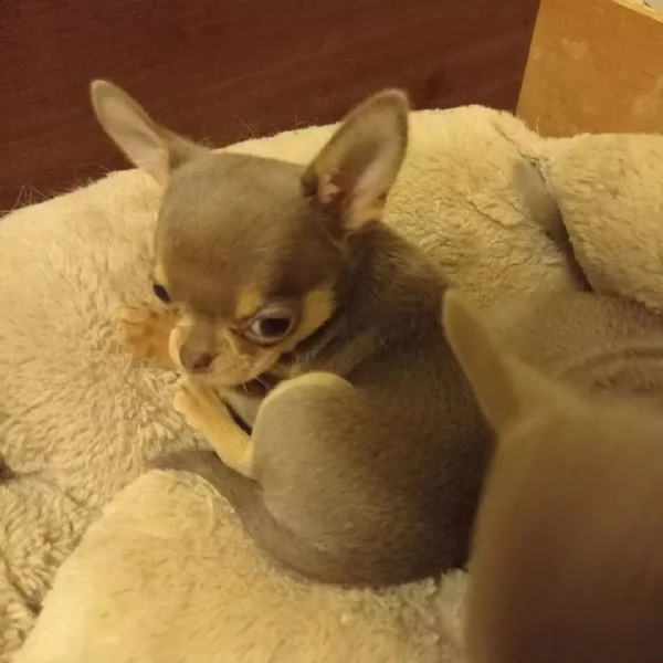 cuccioli maschi e femmine  chihuahua con documenti | Foto 1