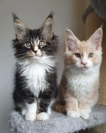 gattino di maine coon