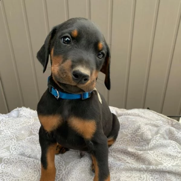 bellissimi dobermann cuccioli maschi e femmine