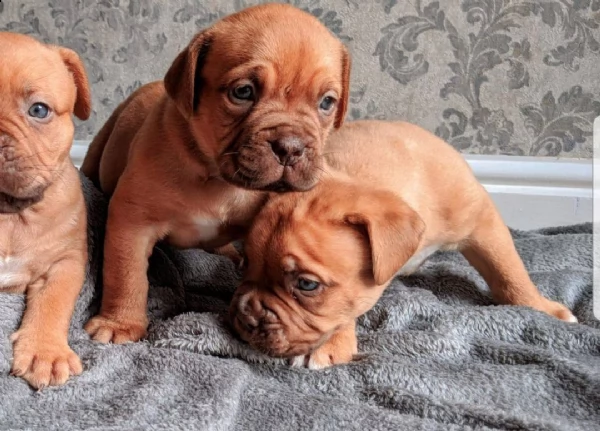 bellissimi dogue de bordeaux cuccioli maschi e femmine | Foto 0
