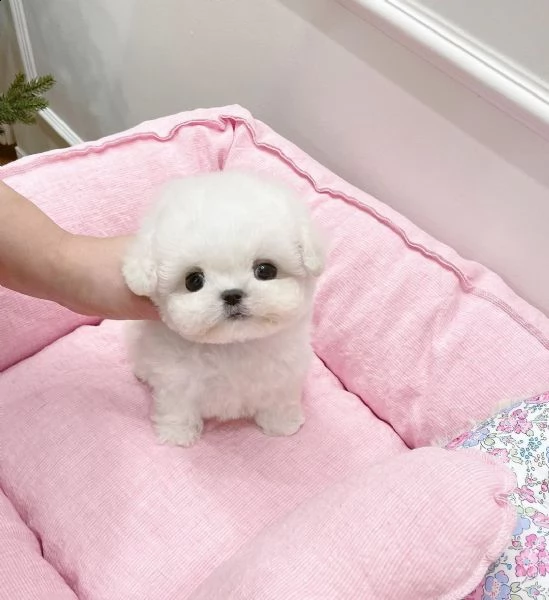 bellissimi maltipoo cuccioli maschi e femmine+