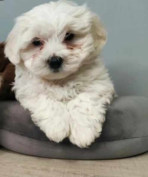 vendo cuccioli di maltese | Foto 2