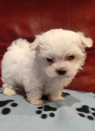 vendo cuccioli di maltese | Foto 1