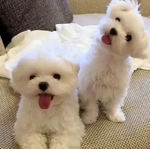 cuccioli maltesi 
