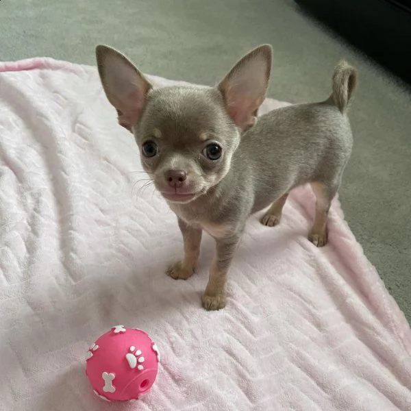 chihuahua