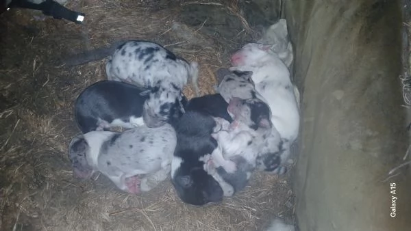 cuccioli collie australian