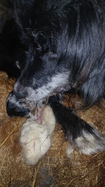 cuccioli collie australian | Foto 2