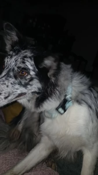 cuccioli collie australian | Foto 0