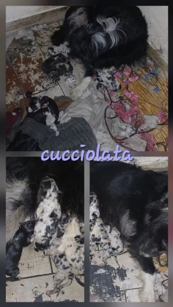 pastori collie | Foto 5
