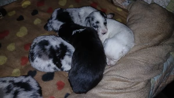pastori collie | Foto 4