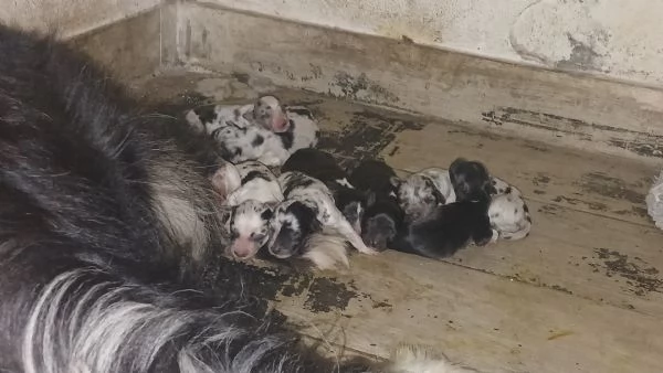 pastori collie | Foto 1
