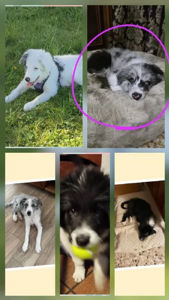 pastori collie | Foto 0