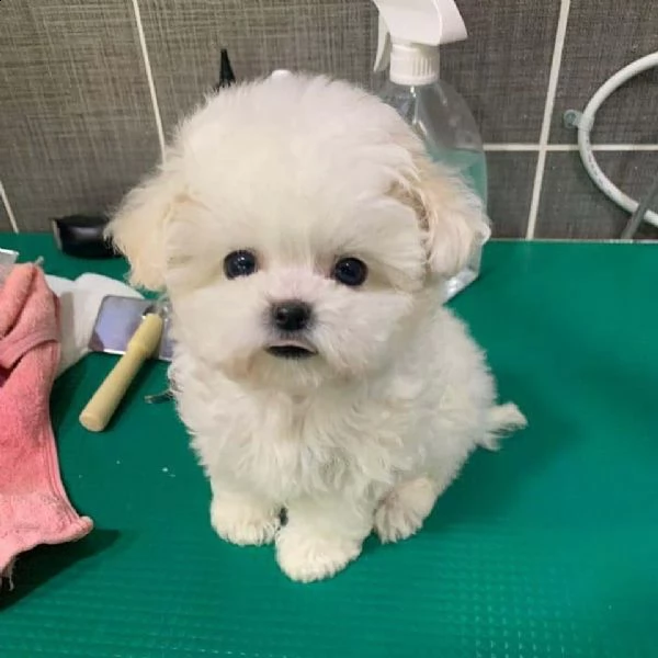 bellissimi maltipoo cuccioli maschi e femmine | Foto 0
