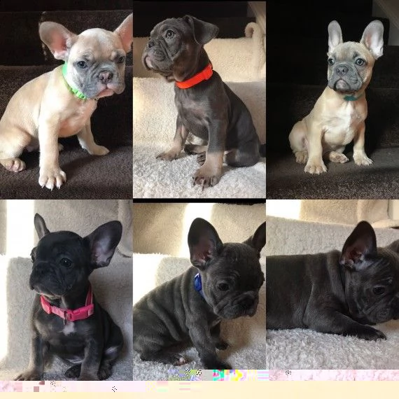 regalo cuccioli di cane a bulldog francese