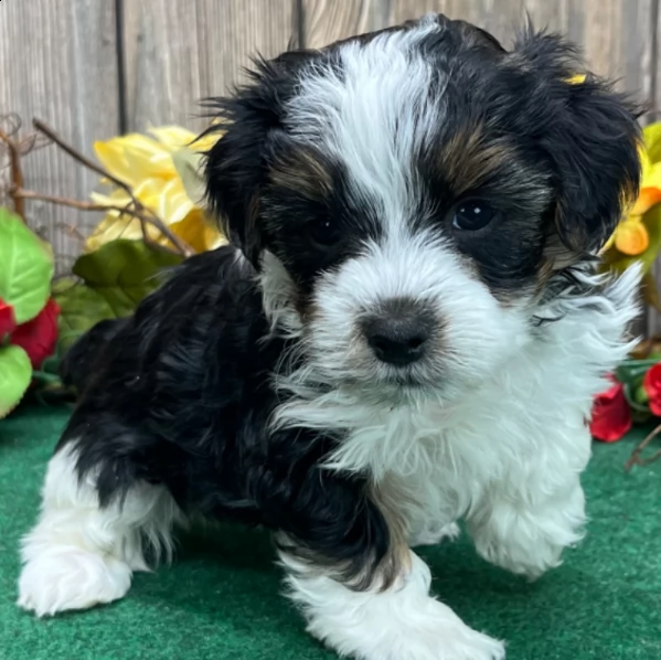 adorable male yorkshire puppy up for adoption