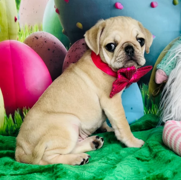 charming pug puppy